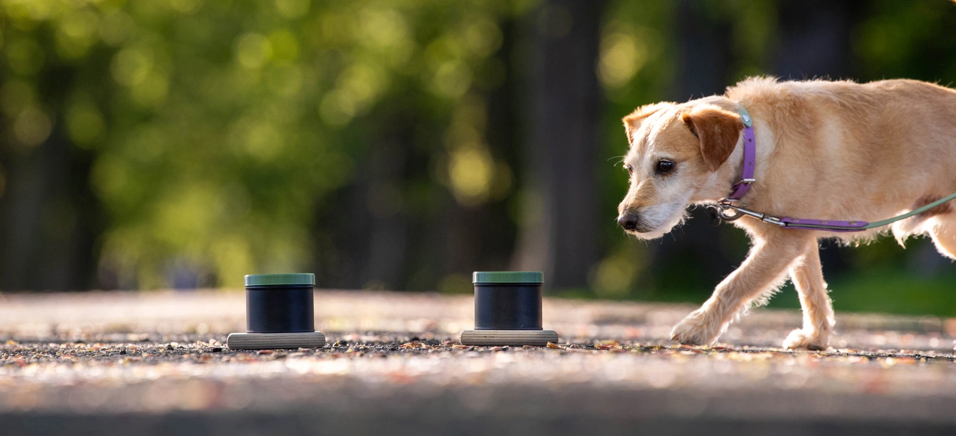 Gear For Pure Nose-Joy